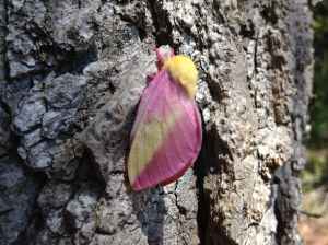Rosy Maple Moth 21Apr2014 copy