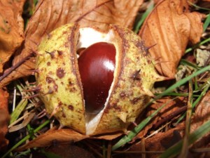 chestnut
