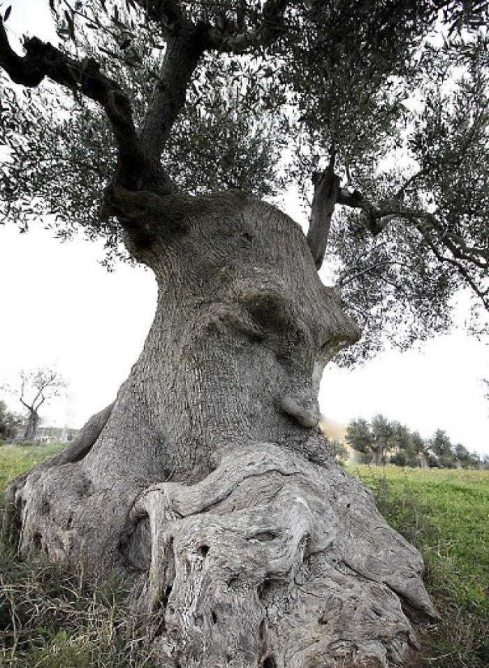 tree elemental bearded man.jpg