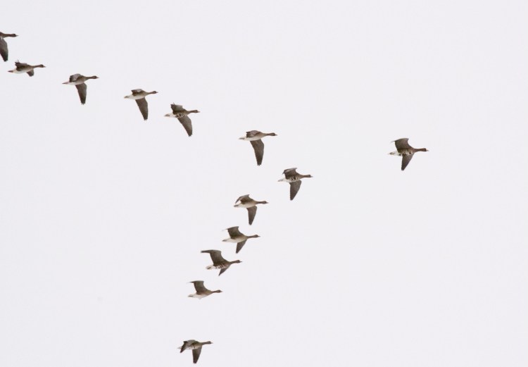 geese-in-flight-1392071-1279x889