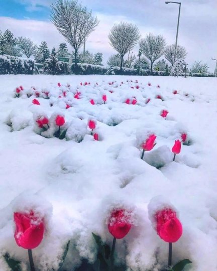 snow flowers.jpg