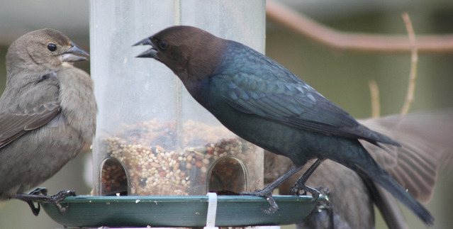 bird-fight-1312883-639x322
