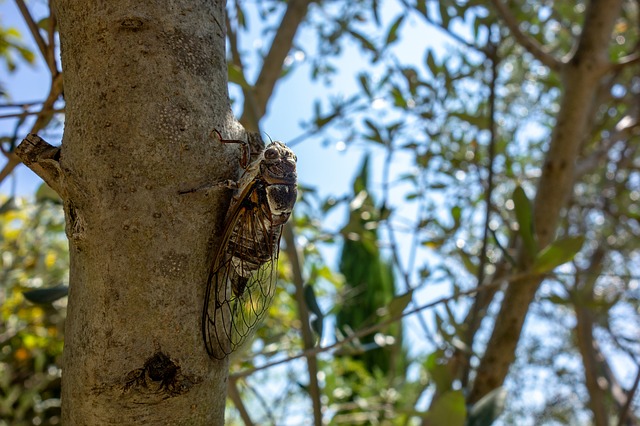 cicada-3603435_640.jpg