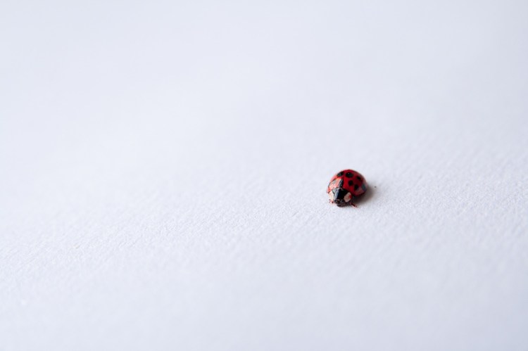 ladybug-691386_1280.jpg